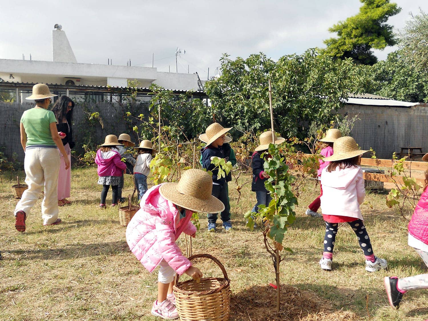 Vineyard & Harvest Program