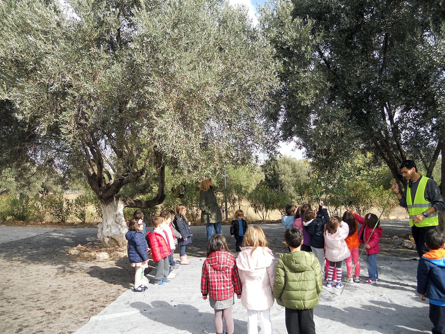 Olive grove