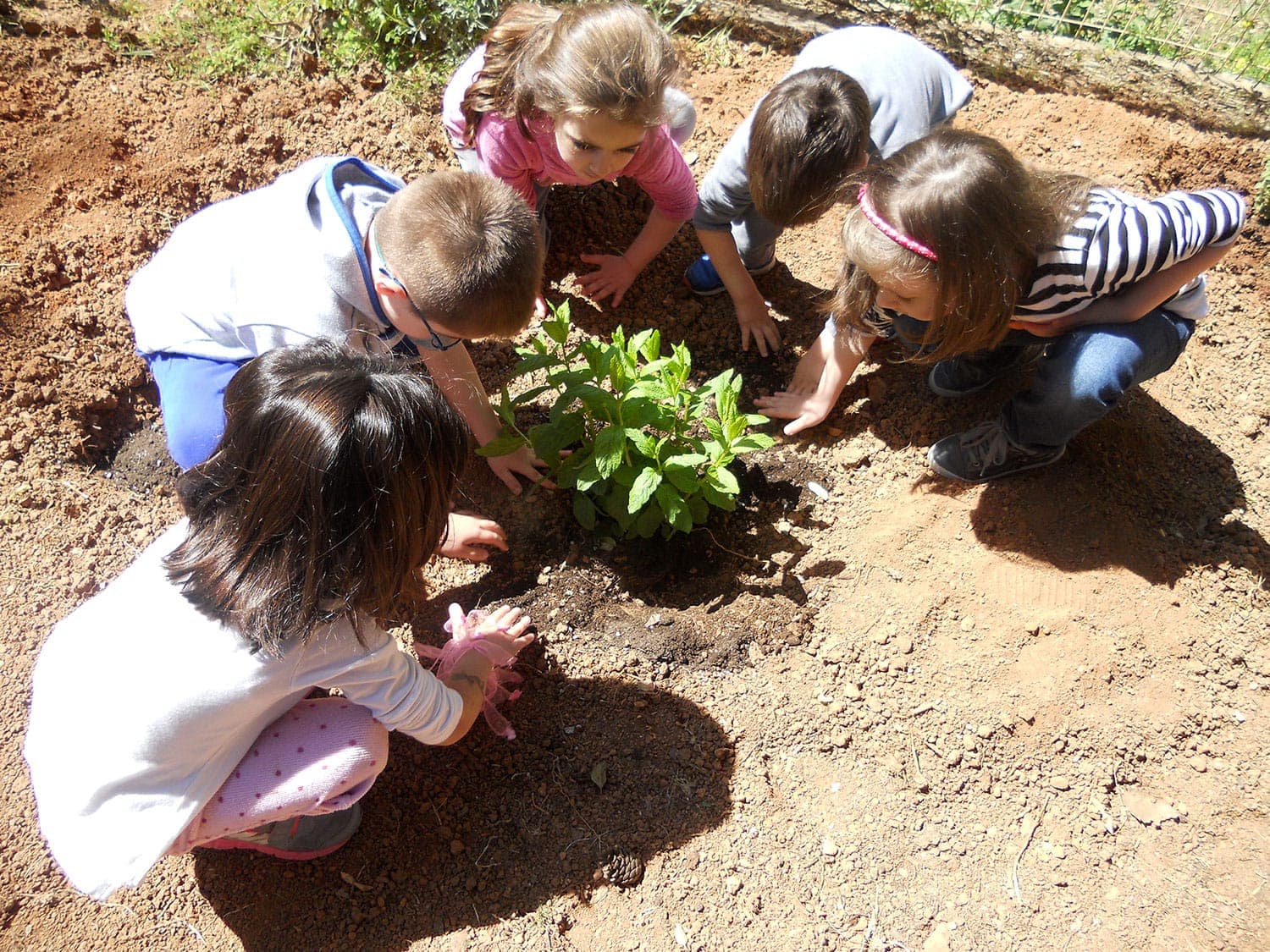 Planting Vegetables